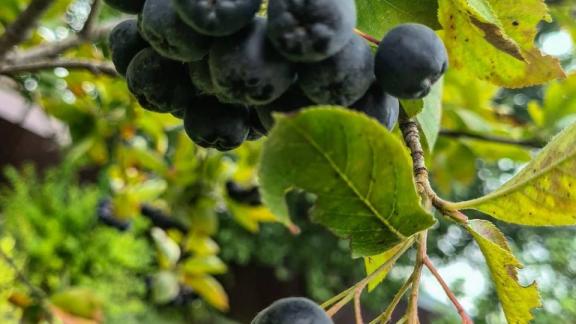 В Ставропольском ботаническом саду поспела черноплодная рябина