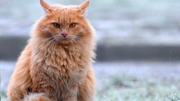 В Пятигорске снова выбирают самого рыжего