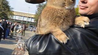 Выставка голубей, декоративных птиц и животных прошла в селе Дивном