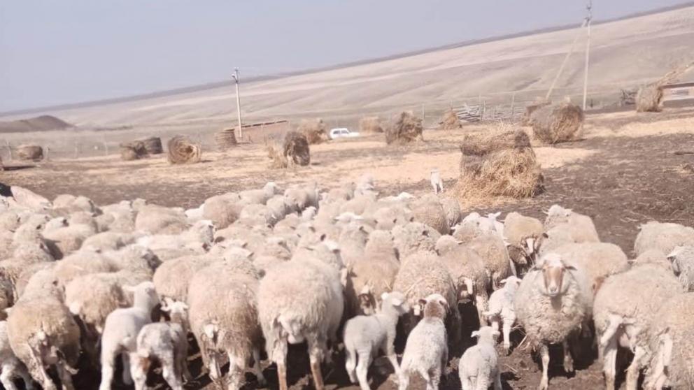 Окотная кампания на Ставрополье завершится до конца апреля