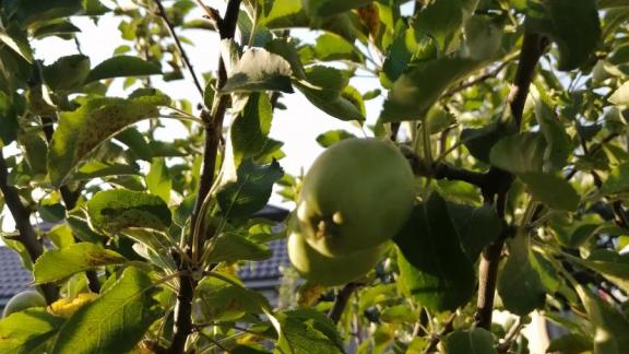 Для пассажиров туристического велоавтобуса Железноводска будут готовить блюда из продуктов Предгорья