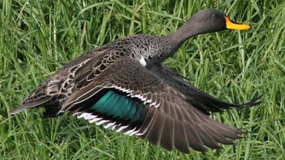 19 марта на Ставрополье стартует весенний сезон охоты