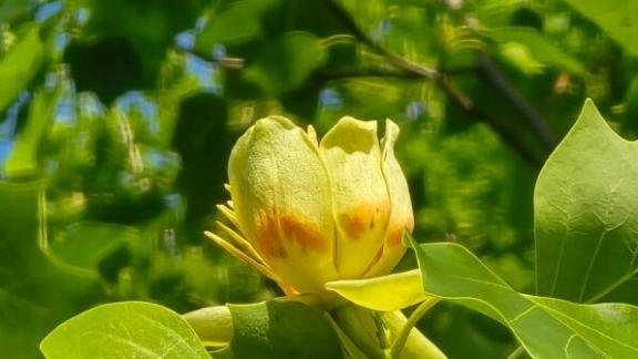 В ботаническом саду Ставрополя зацвело тюльпановое дерево