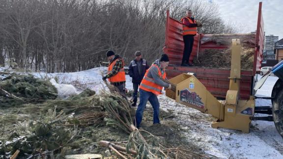 Новогодние ёлки в Железноводске переработали в хвойную мульчу для диких кабанов