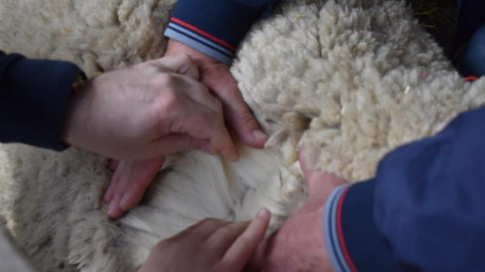 По производству шерсти в стране Ставрополье вошло в тройку лидеров