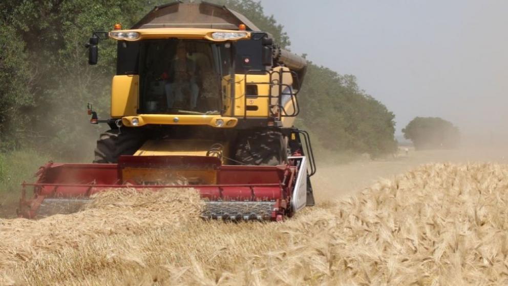 В Новоселицком округе Ставрополья приступили к уборке зерновых 