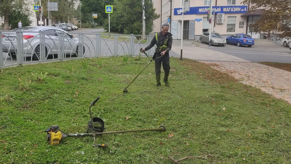 В 2025 году Ставрополь выделил около 5 млн рублей на уничтожение амброзии