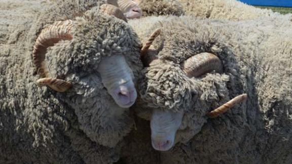 Перспективы регионального овцеводства обсуждены на конференции в Ипатовском районе