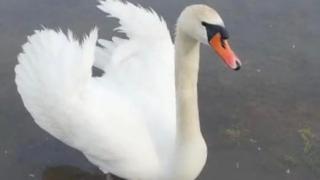 На Новом озере Кисловодска поселились краснокнижные лебеди