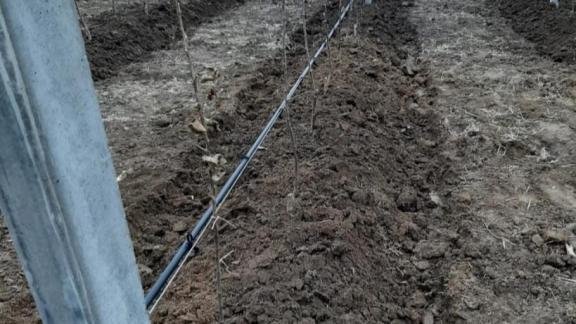 Общая площадь новых садов на частных подворьях Ставрополья составит 60 гектаров к концу года