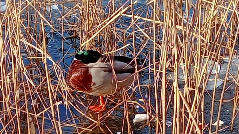 В Железноводске уток из парка Говорухина переселят на озеро Каррас