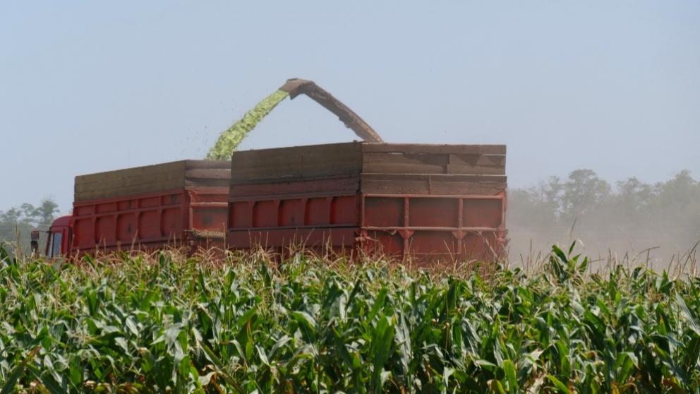 В Кочубеевском округе идет заготовка кормов для животных