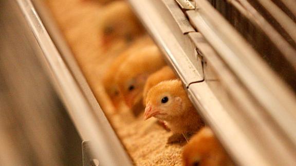 Современный комплекс для выращивания молодняка открыла Птицефабрика «Кумская» на Ставрополье