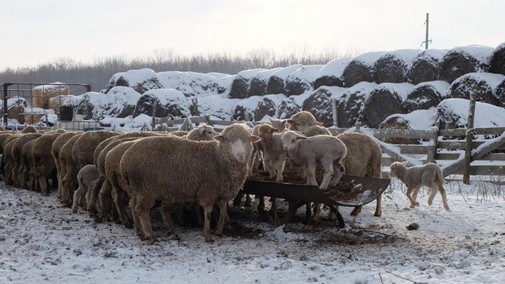 В Кочубеевском округе на 90 % завершена окотная компания
