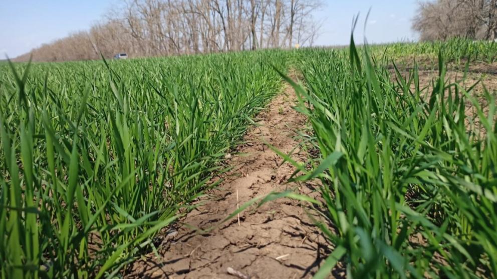 Около 90% озимых Грачёвского округа находятся в хорошем состоянии