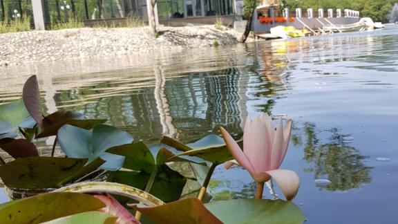 Озеро в Железноводске украсят кувшинки