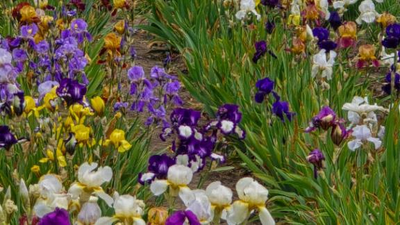 Коллекции ирисов Ставропольского ботанического сада исполнилось 65 лет