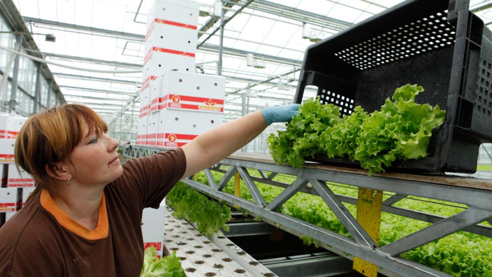 На Ставрополье разработан новый метод повышения урожайности овощей