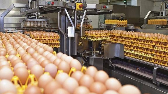 Птицефабрики Ставрополья получат господдержку за реализацию яйца