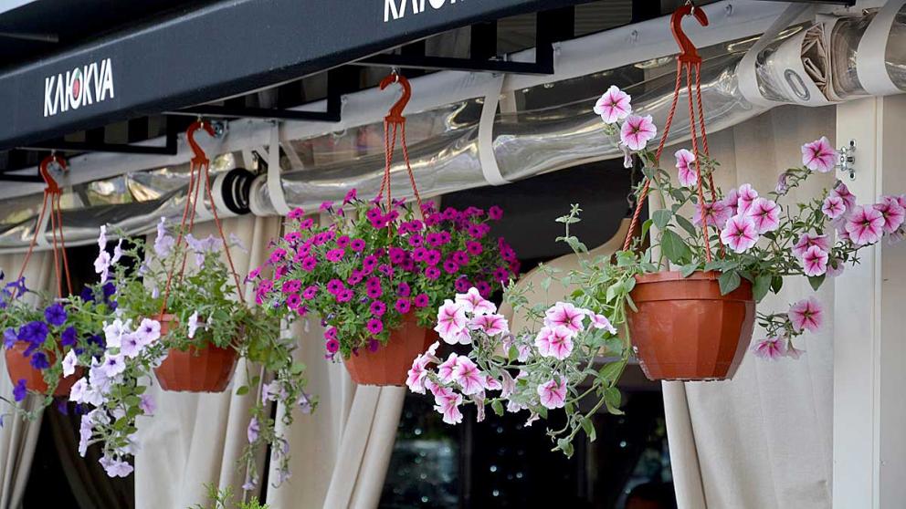 В Ставрополе «зацвели» кафе и рестораны