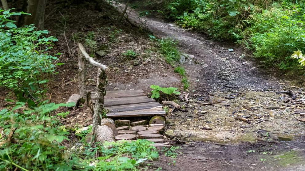 В 2021 году на Ставрополье высадят 54 гектара лесов