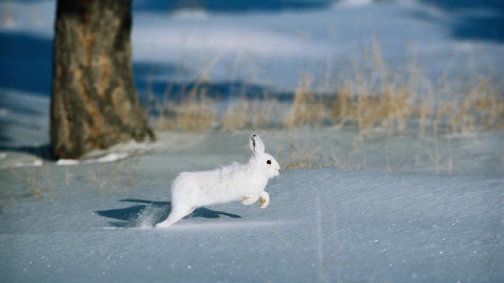 Диких животных Ставрополья будут считать по ночам