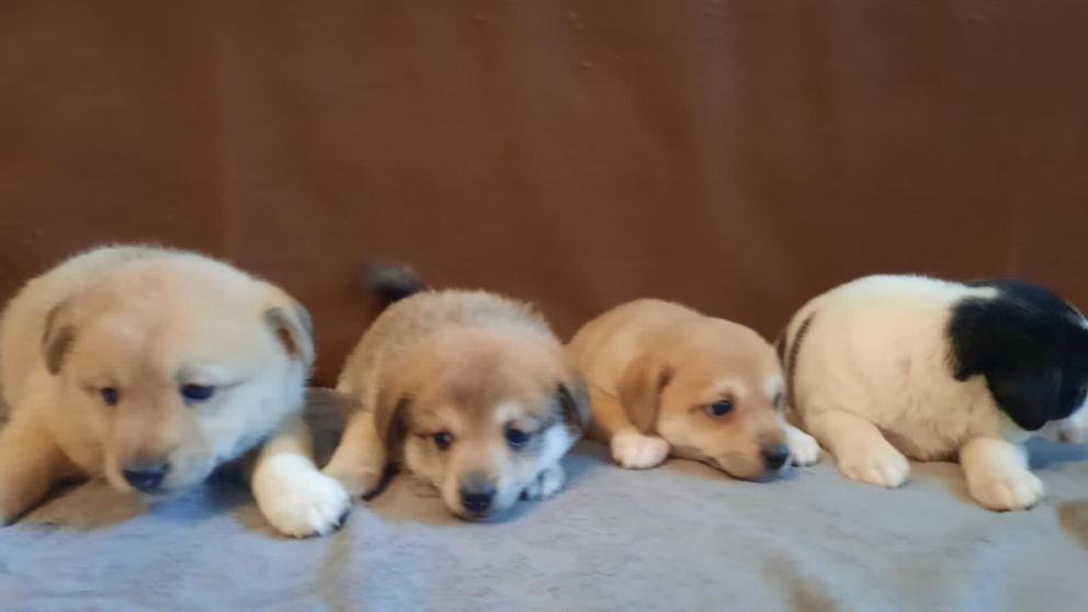 Глава Кисловодска подарит спасённых от гибели щенков семьям горожан