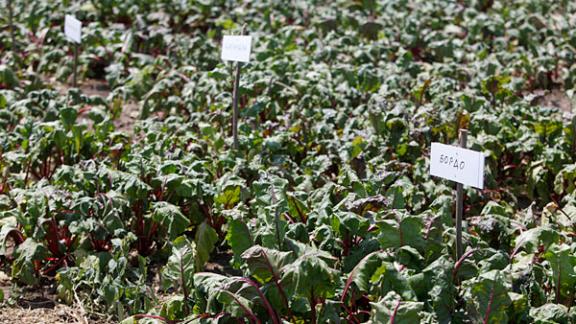 Ставропольские аграрии завершают сев сахарной свёклы