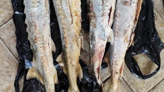 Жительница Нефтекумска торговала на рынке краснокнижным осётром