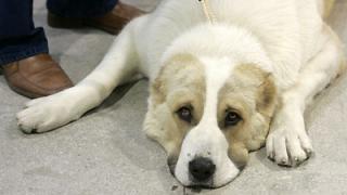 Ставропольских детей с ДЦП и аутизмом помогают лечить собаки