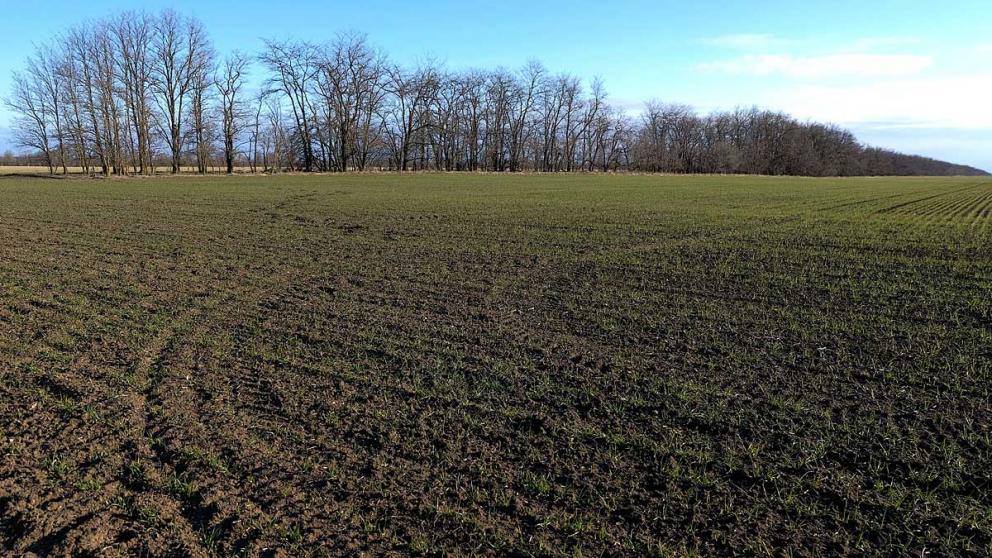 В 9 территориях Ставрополья 8 тысяч га засеяли ранними яровыми культурами