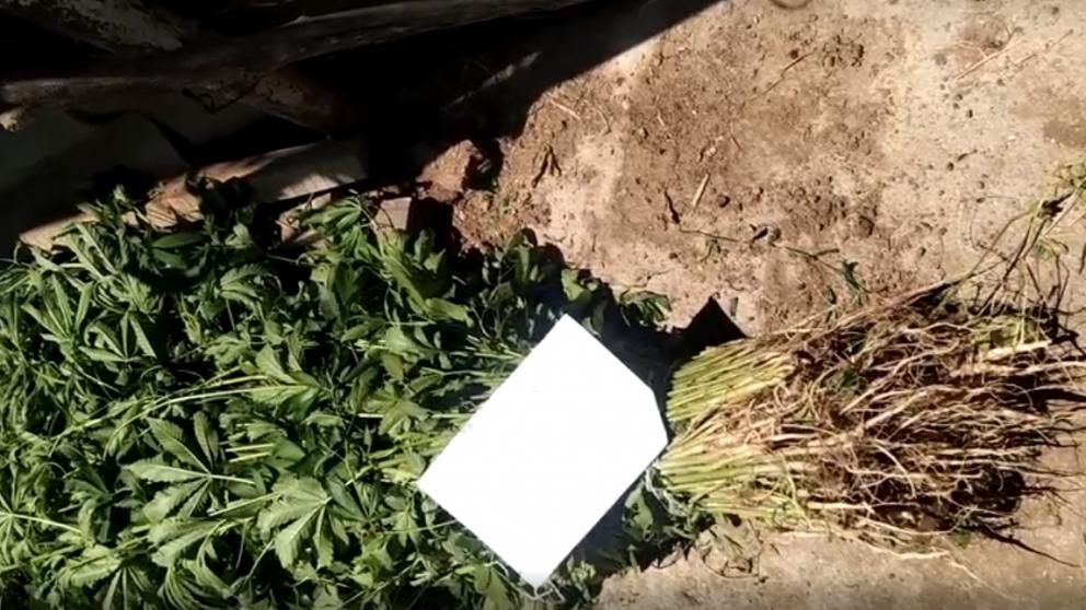 Ставрополец вырастил 270 кустов конопли