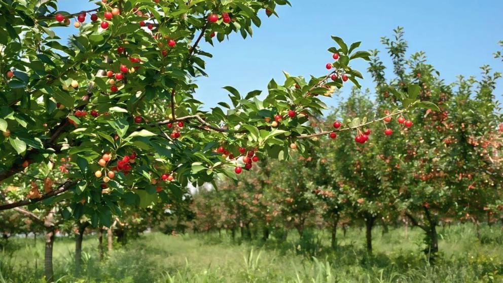 В Предгорном округе местные фермеры готовятся к началу сбора черешни