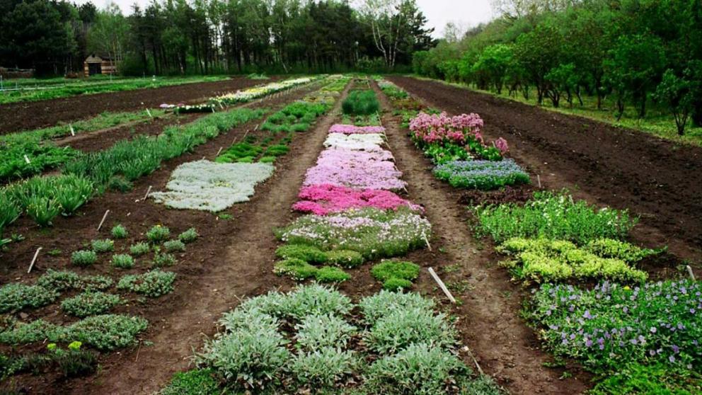 В Ставрополе прошла конференция по изучению лекарственных трав