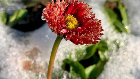 В Ставрополе Горзеленстрой поделился планами на зиму