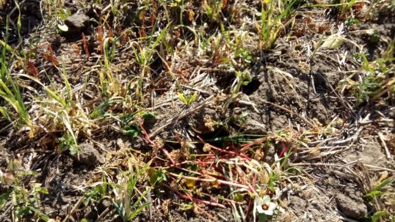 На Ставрополье грызуны гибнут из-за слишком сладкой сахарной свёклы