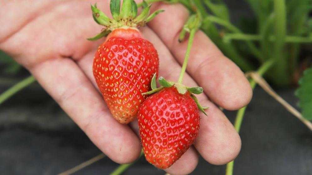 Ставропольская клубника победила во всероссийском конкурсе брендов