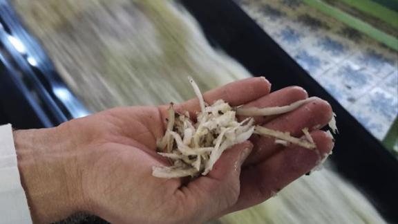 На Ставрополье собрали более 860 тысяч тонн сахарной свеклы