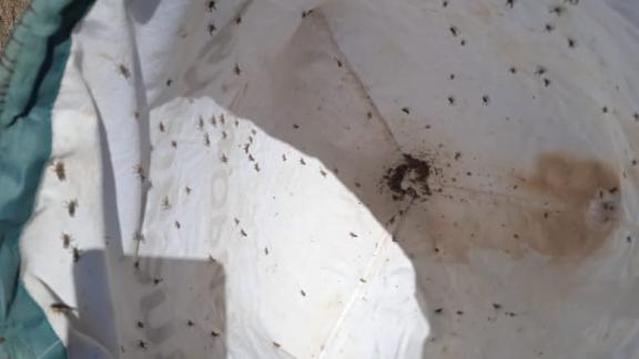 В Нефтекумском и Степновском округах Ставрополья зафиксировано отрождение мароккской саранчи