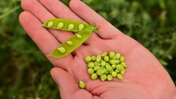 Рекордные 628 тысяч тонн гороха собрали ставропольские аграрии