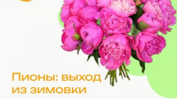 Ставропольским дачникам рассказали, как ухаживать за пионами весной