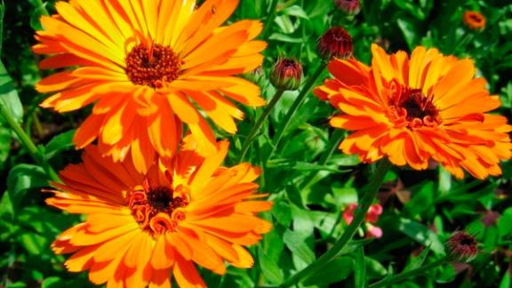 Календула: лекарственное растение, символ постоянства