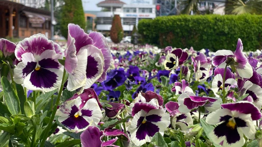 Более 250 тысяч цветов украсят клумбы Кисловодска летом