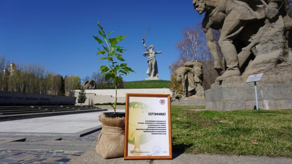 На Ставрополье растёт клон Волгоградского тополя Победы
