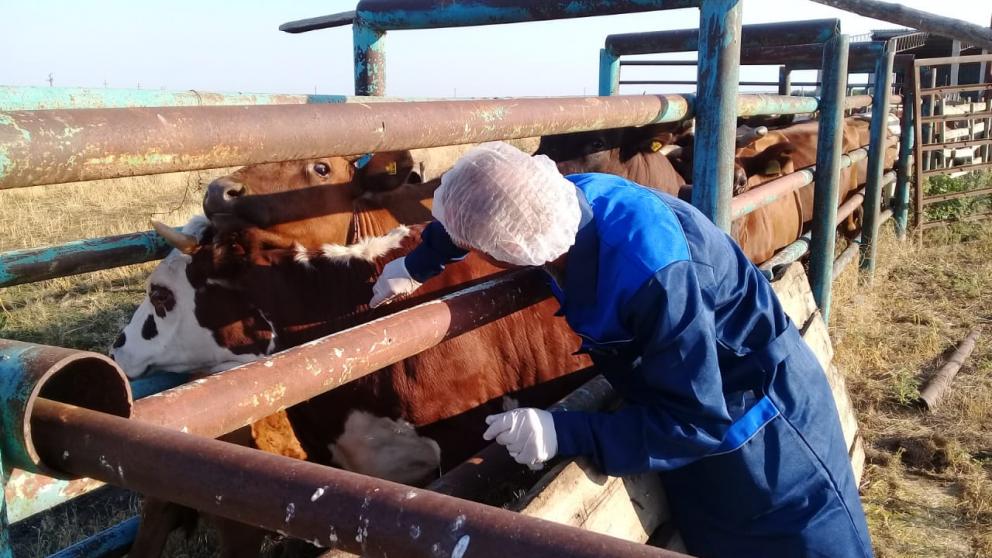 В Апанасенковском округе Ставрополья привили коров от бешенства