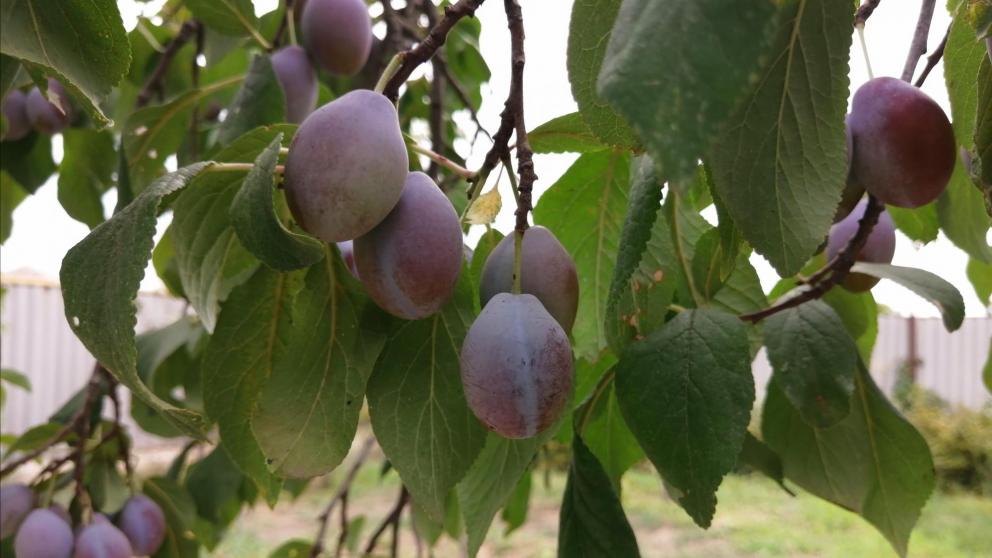 Урожай сливы на Ставрополье превысил прошлогодний показатель