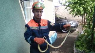 Гигантская змея напала на кошку в селе Пелагиада