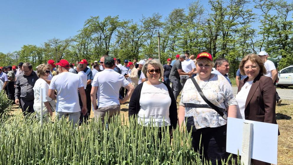 На Ставрополье увеличилось число хозяйств в сфере семеноводства