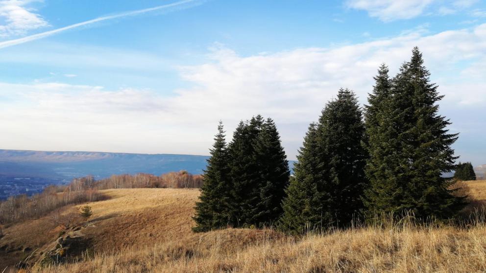 На Ставрополье разработано более 200 маршрутов патрулирования лесов