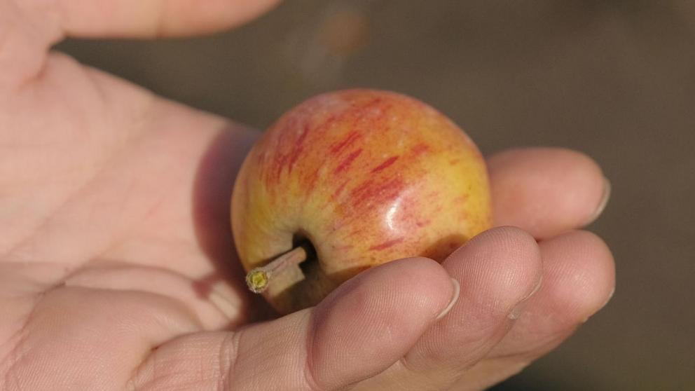 Семья из станицы Новотроицкой выращивает суперинтенсивные сады